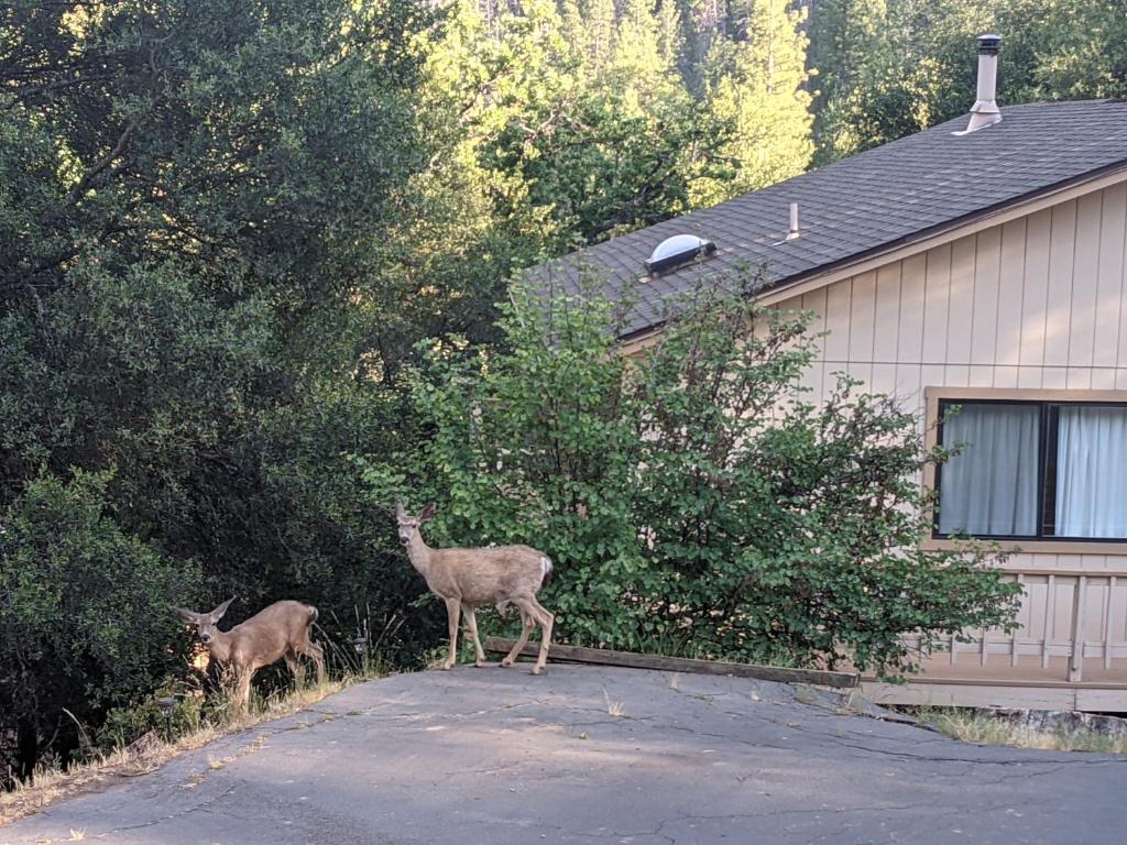 dos ciervos parados en un camino de entrada junto a una casa en Yosemite Haven @ Pine Mountain Lake. Dog Friendly! en Groveland
