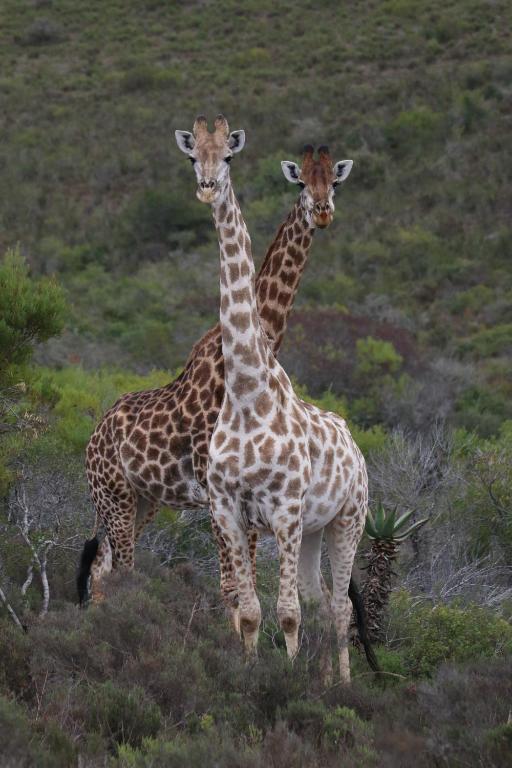 two giraffes standing next to each other in a field at Garden Route Safari Camp in Mossel Bay