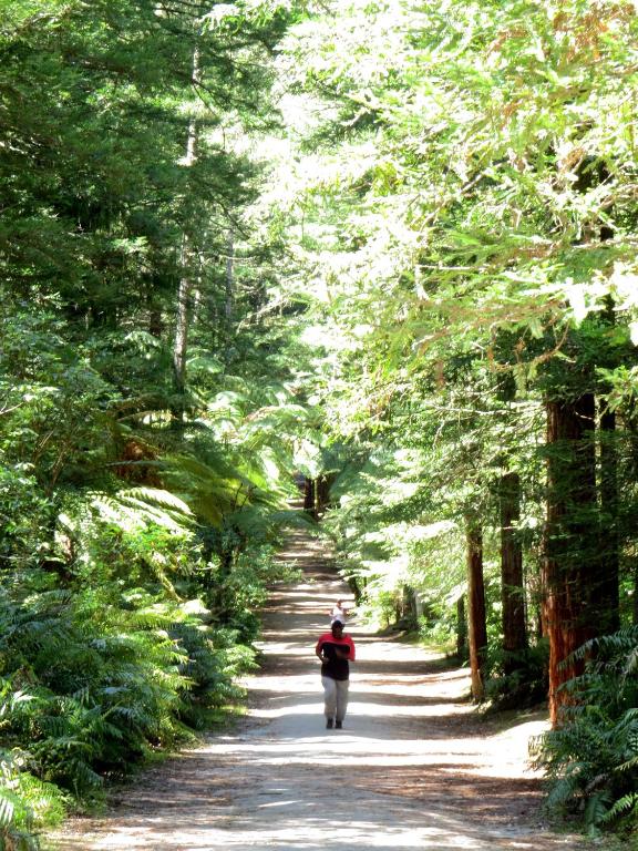 Kuirau Park Motor Lodge- Thermal Mineral pool - Resim 33