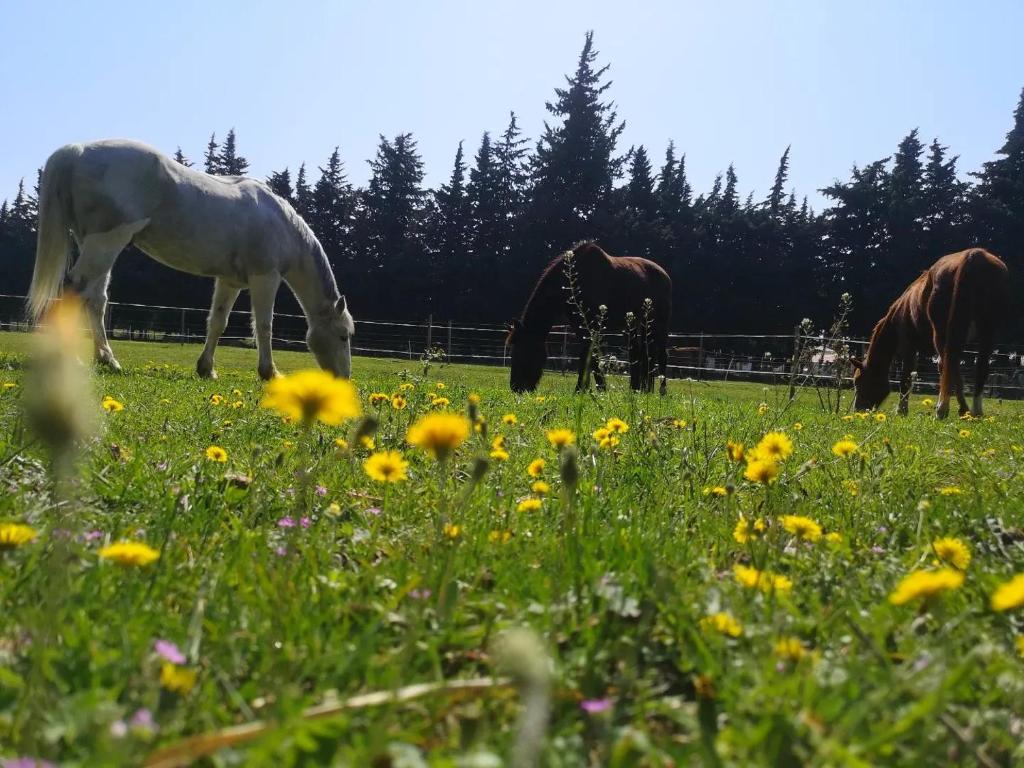 three horses grazing in a field of grass with flowers at Gîte du Poney Fringant - Prancing Pony in Saint-Paul-Trois-Châteaux