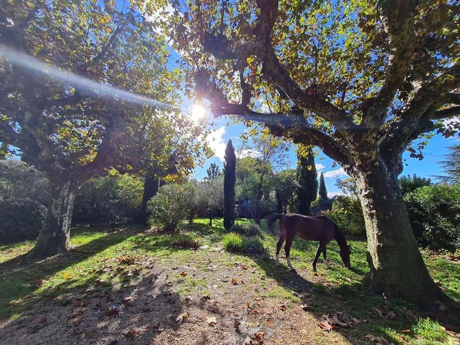 Fotografia z galérie ubytovania Gîte du Poney Fringant - Prancing Pony v destinácii Saint-Paul-Trois-Châteaux