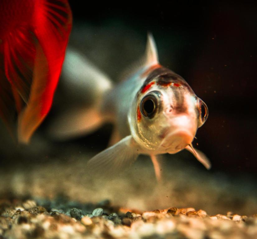 a goldfish swimming in the water in an aquarium at TOP Apartman in Šabac