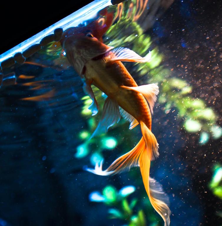 a goldfish swimming in a tank of water at TOP Apartman in Šabac