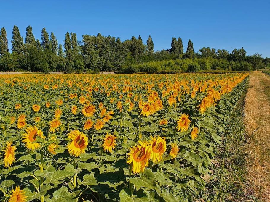 a large field of sunflowers in a field at L&#39;Ardeche en Provence avec jardin ombragé in Pont-Saint-Esprit