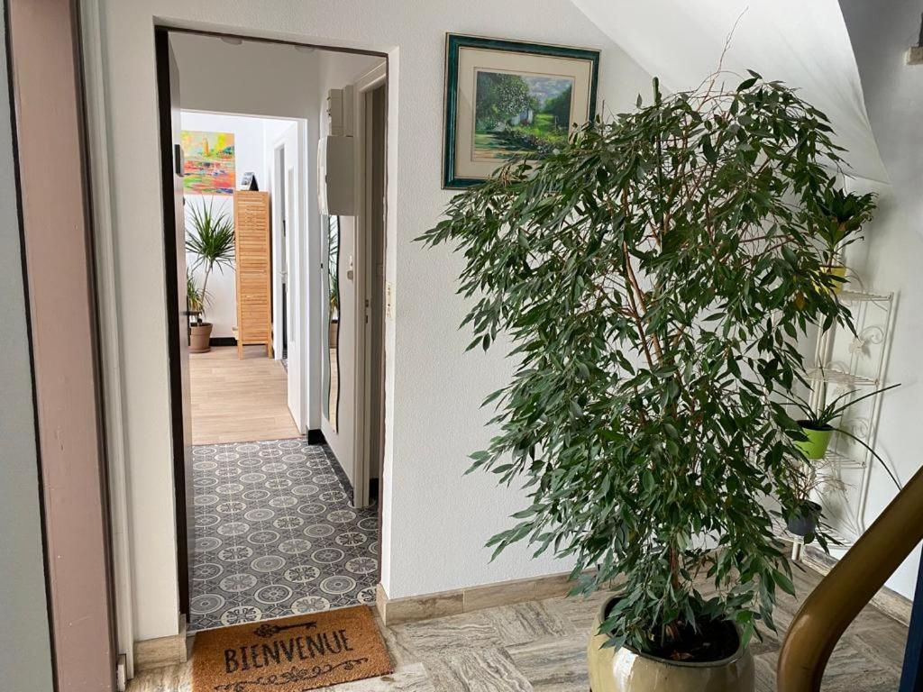 a hallway with a potted plant next to a doorway at Ty Gavrinis - T2- Centre Bourg - 100m de la mer in Larmor-Baden