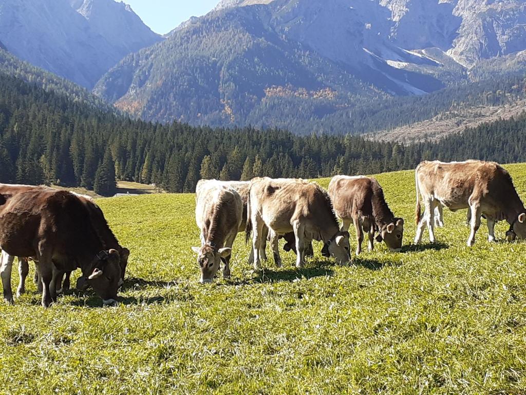 Állatok az apartmanban vagy a közelben