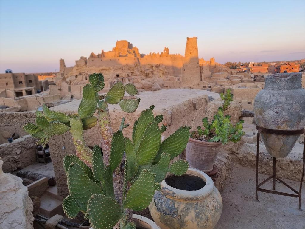um grupo de cactos e plantas em vasos com um castelo em ECO ROOMS Siwa em Oásis de Siuá