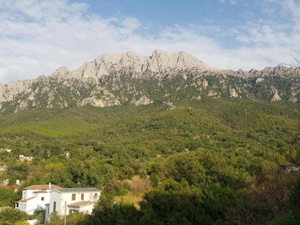a mountain in the distance with a house and trees at Sweet Home in Oliena