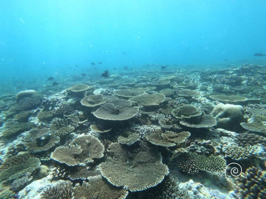 Saima Inn Ari Atoll photo 2