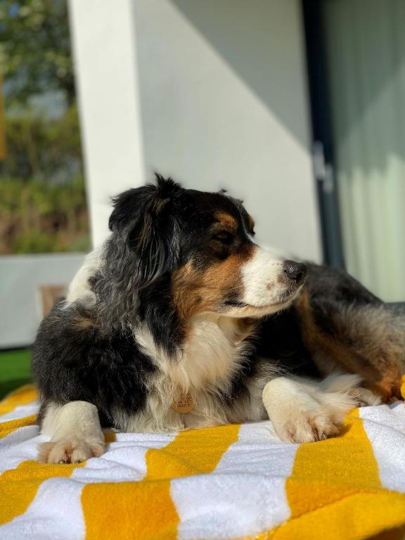 a dog laying on a blanket on a bed at 1 The Bay - Stunning contemporary flat on the Scottish coast in Coldingham