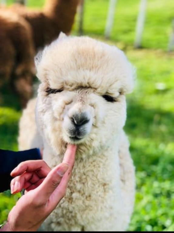 skyline mountain view Lodge up to 16 people