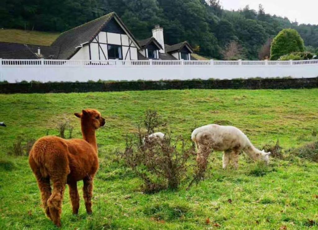 skyline mountain view Lodge up to 16 people - Resim 43