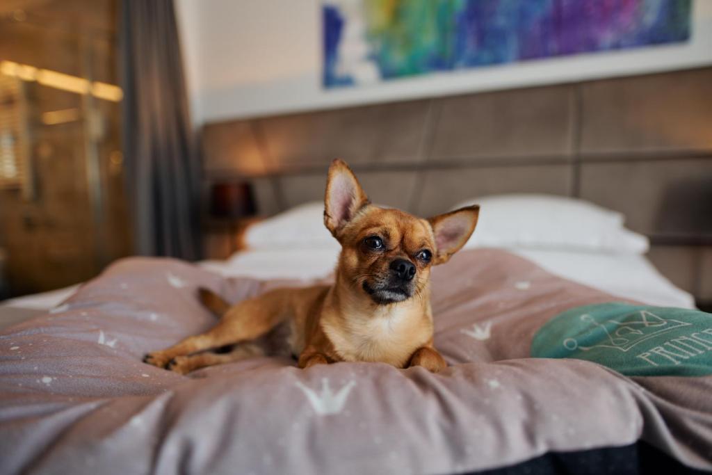 Domácí mazlíčci ubytovaní s hosty v ubytování Hotel Paris