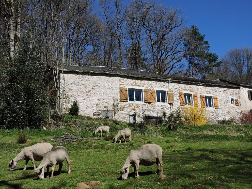 a group of sheep grazing in front of a stone building at Gîte LA FENIAL in Montredon-Labessonnié