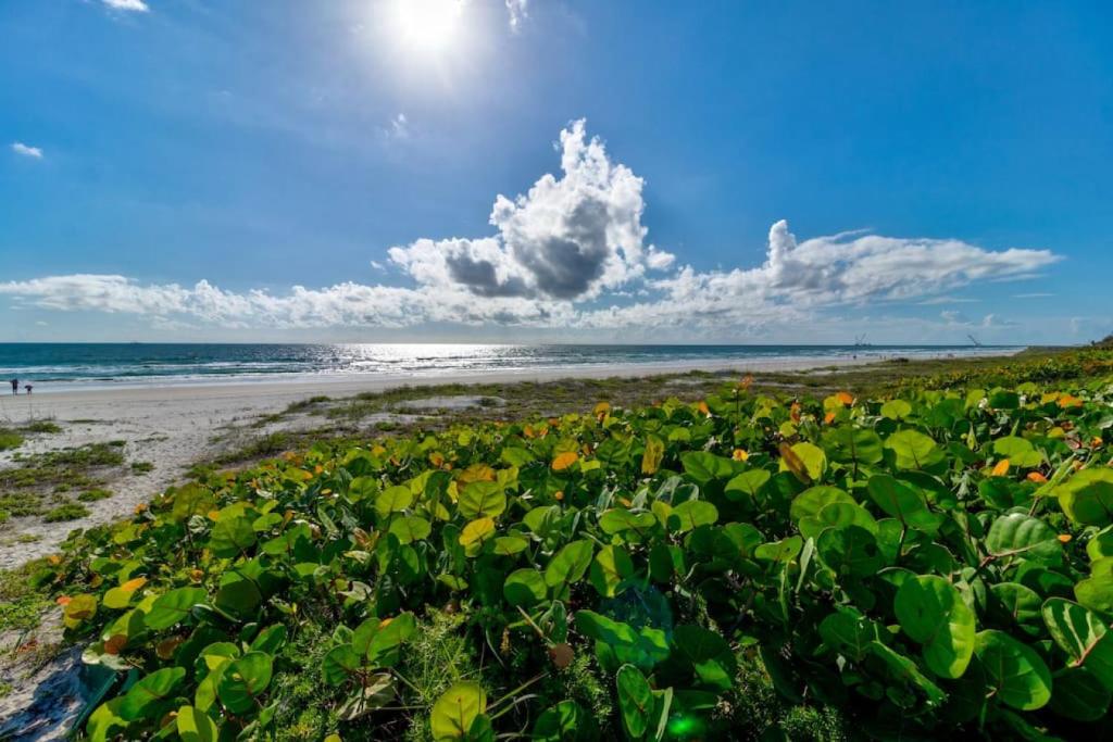 a field of flowers on the beach at Blue Skies Oceanfront 2 bedroom townhouse in Ponce Inlet
