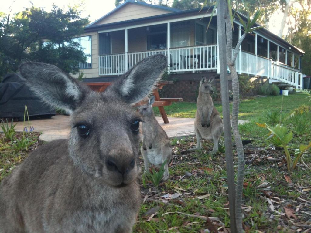 three llamas standing in the grass in front of a house at Bush & Bay Cottage in Erowal Bay