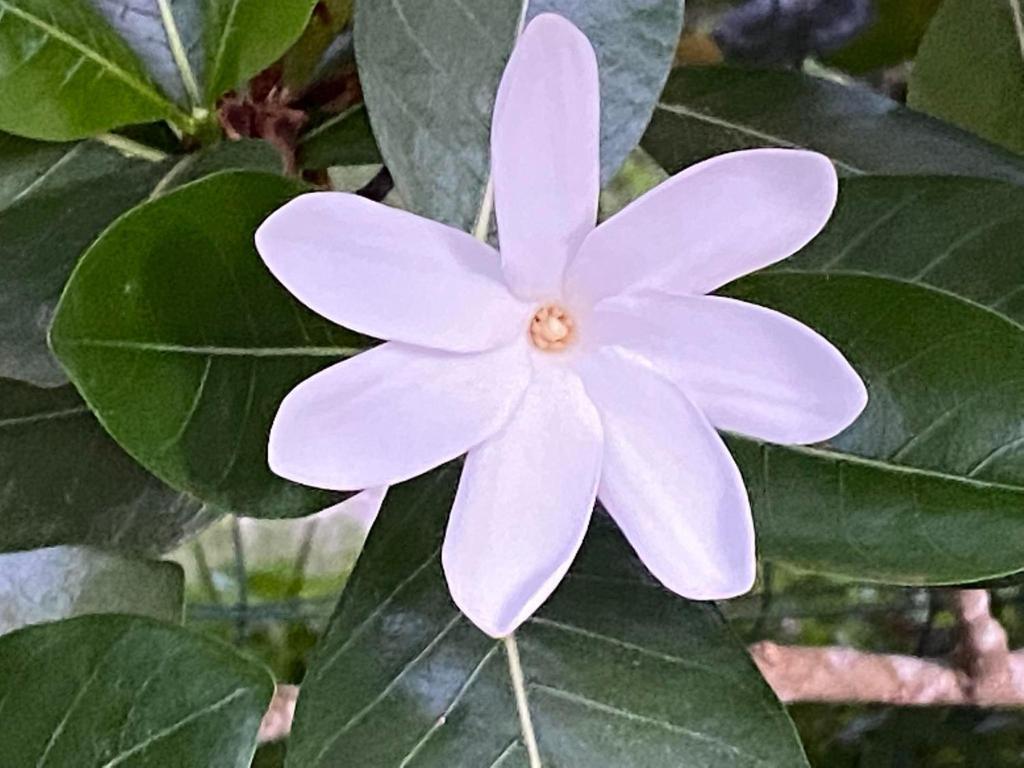 a pink flower on a tree with green leaves at Bora Bora Fare Sophia in Bora Bora