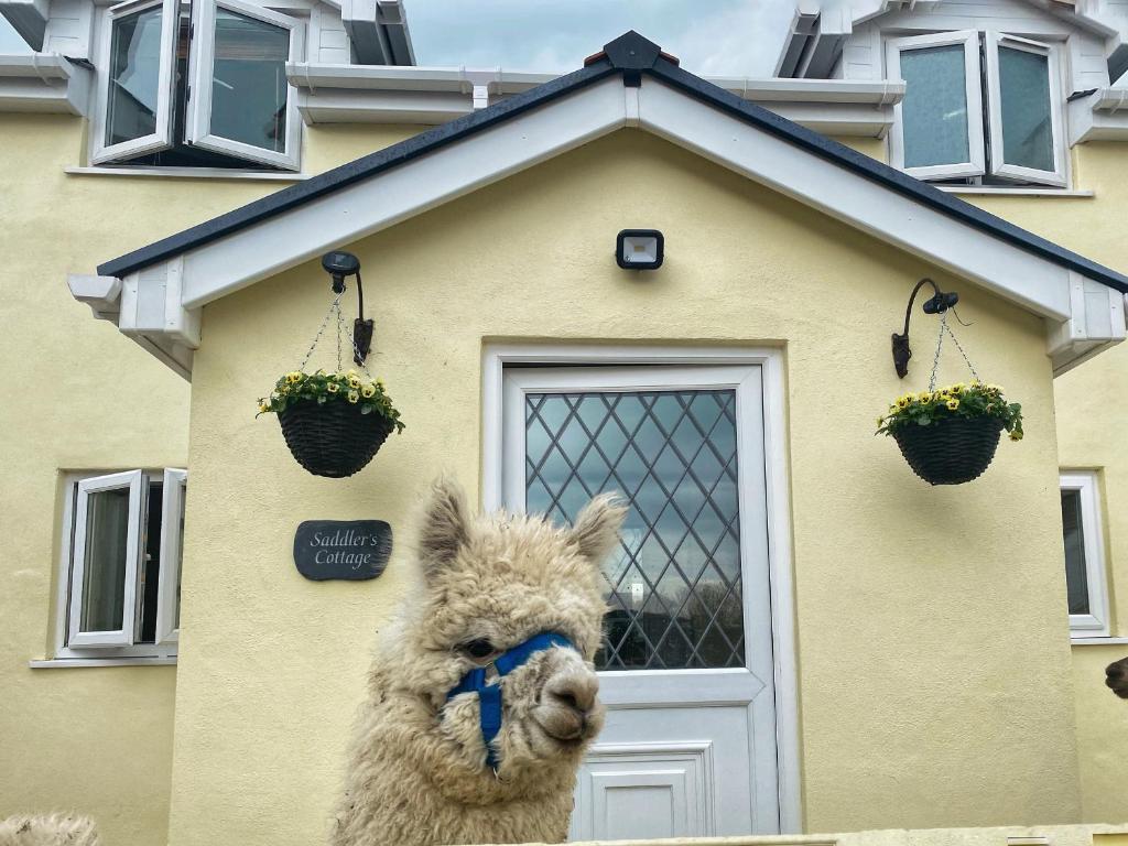 a llama standing in front of a house at Saddlers Cottage, Berllandeg Farm in Clynderwen
