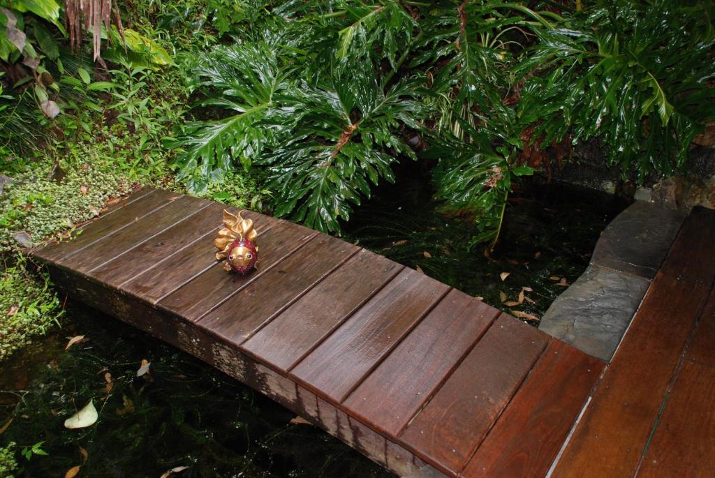 Zahrada ubytování Wollumbin Palms Rainforest Retreat