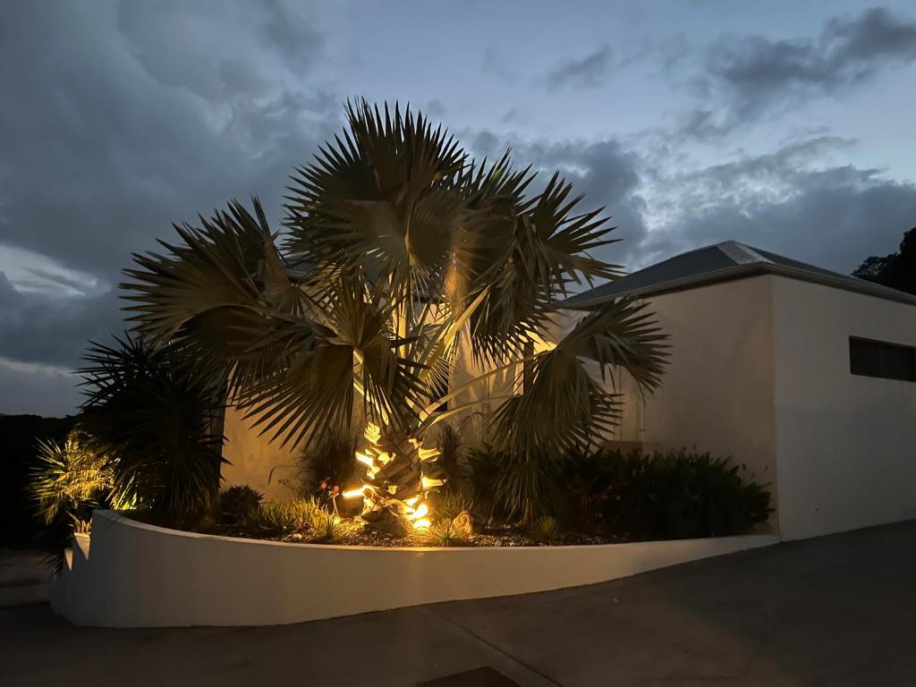 a palm tree with lights in front of a building at Tropic &amp; Chic in Sainte-Anne