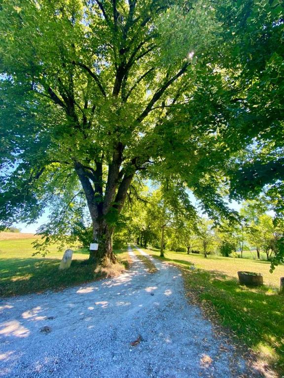 duże drzewo na środku żwirowej drogi w obiekcie Gîte de L’Edelinie w mieście Nanteuil-de-Bourzac