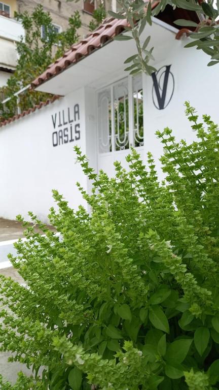 un cespuglio verde di fronte a un edificio bianco di Villa Oasis a Berat