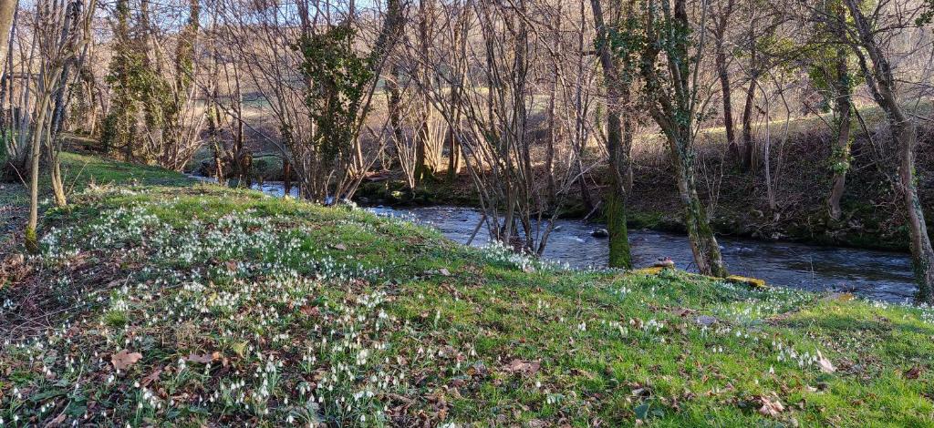 a river with a bunch of flowers in the grass at La Ciboulette in Foix