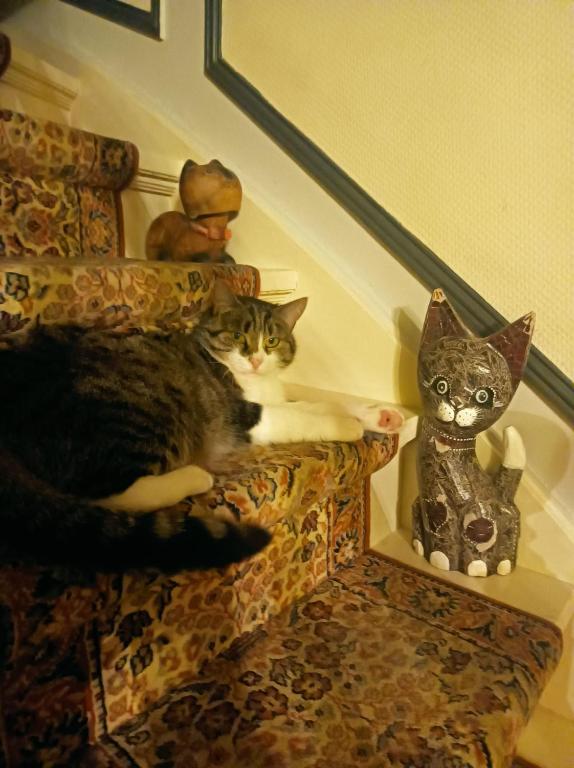 Domáce zviera alebo zvieratá hostí v ubytovaní Villa des Chats