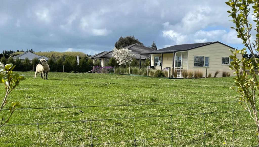 a sheep standing in a field in front of a house at Stonebyers in the Glen in Invercargill