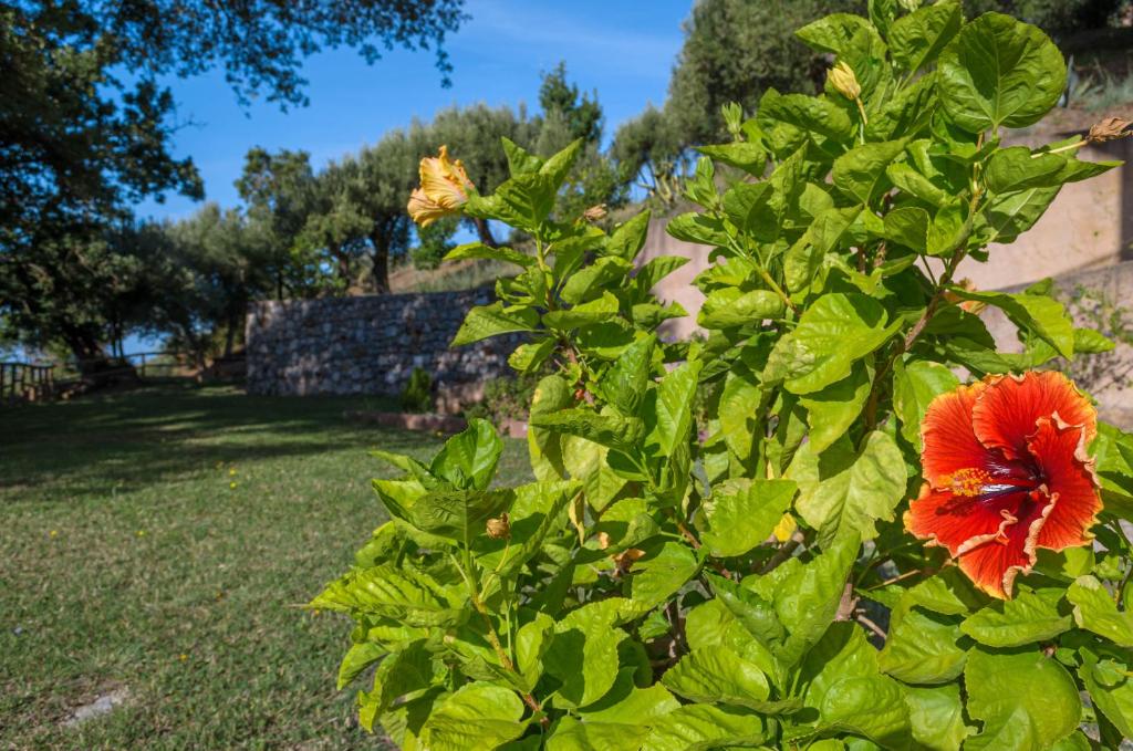 Zahrada ubytování Driùs edodè - b&b affittacamere