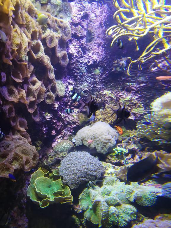 an aquarium filled with lots of fish and coral at La Maison du Quai Triplex de charme 4 étoiles en hyper centre avec SPA in Landerneau