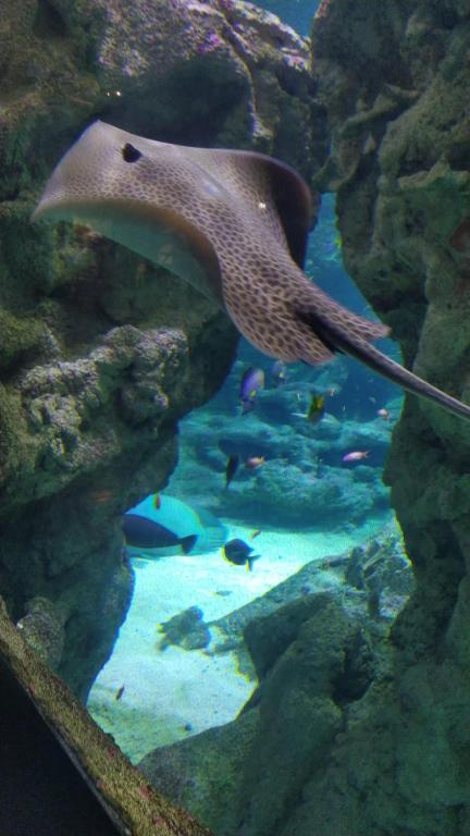a shark swimming in an aquarium with fishes at La Maison du Quai Triplex de charme 4 étoiles en hyper centre avec SPA in Landerneau