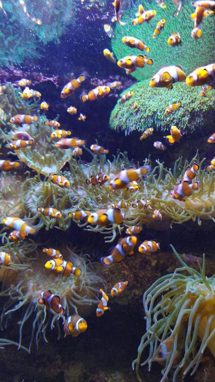 a group of fish swimming in an aquarium at La Maison du Quai Triplex de charme 4 étoiles en hyper centre avec SPA in Landerneau