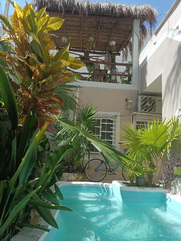 a swimming pool in front of a house with plants at Kika Studios in Playa del Carmen