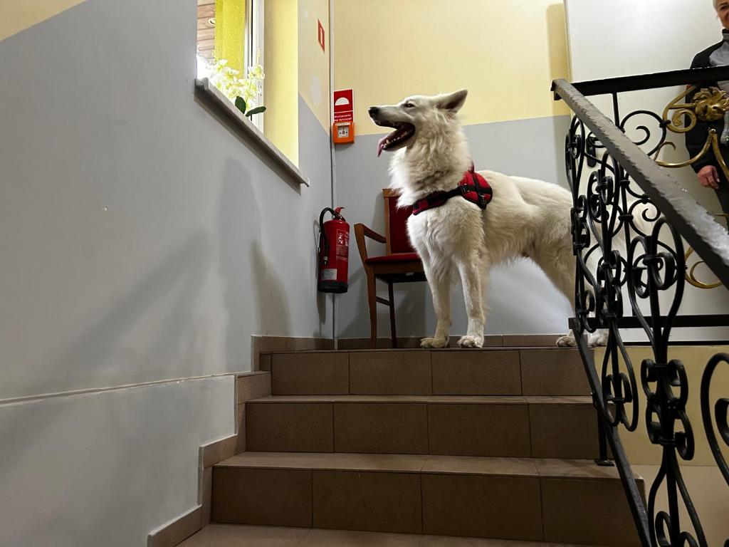 Domácí mazlíčci ubytovaní s hosty v ubytování Ośrodek ANKAR