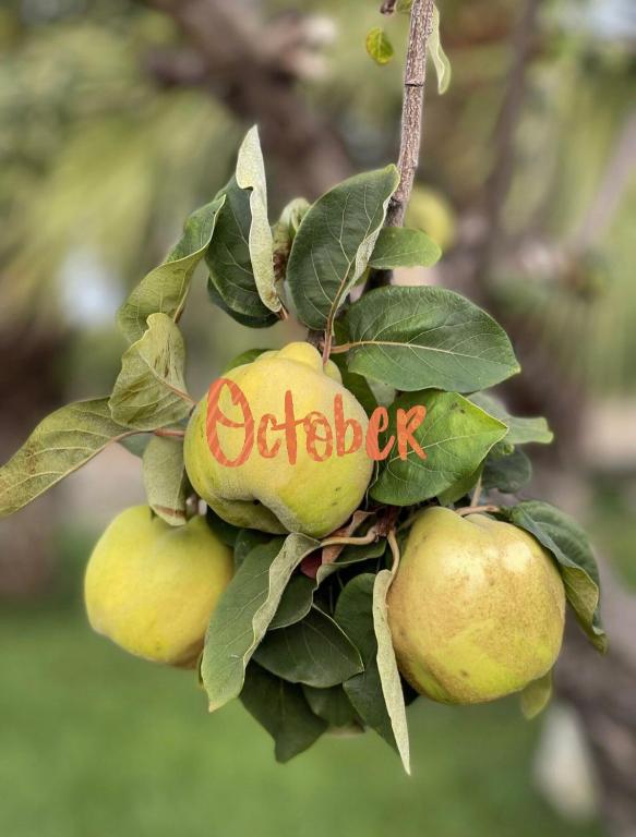 a bunch of fruit hanging from a tree at Masseria Valente in Ostuni