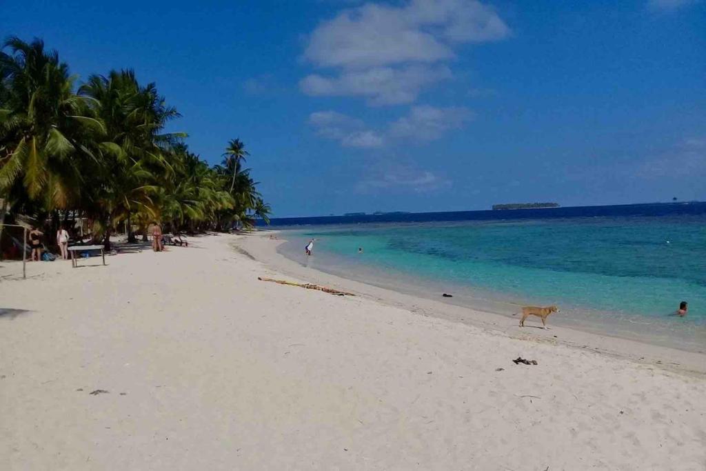 un perro parado en una playa con el océano en Private Cabin in San Blas, en Waisalatupo