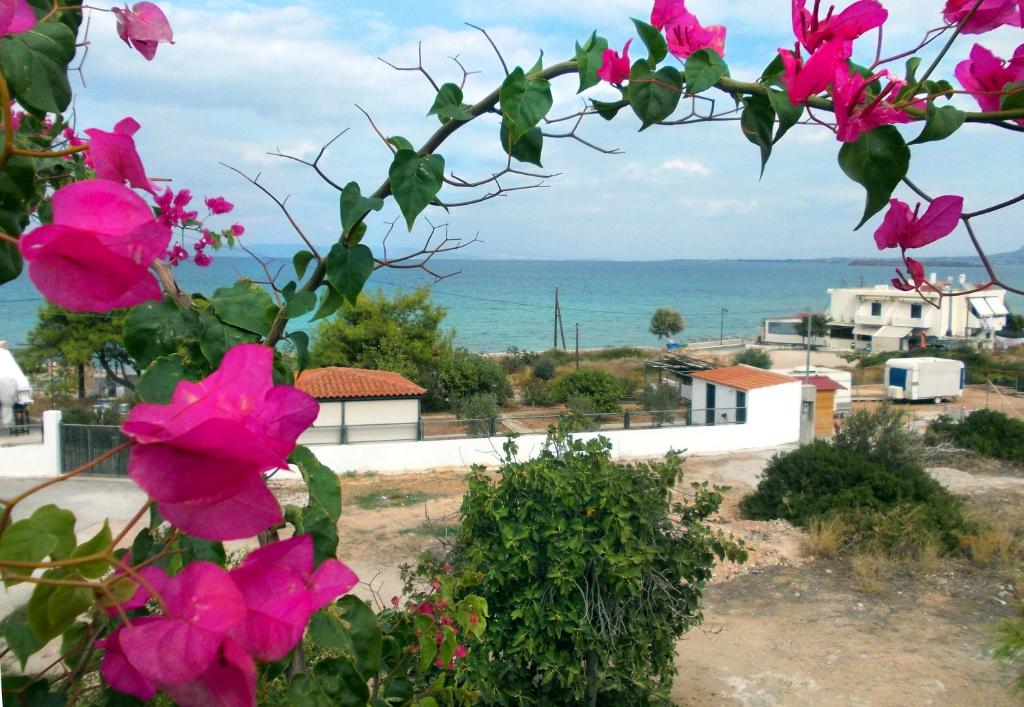 a view of the ocean from a bush with pink flowers at Hotel Flisvos in Megalochori