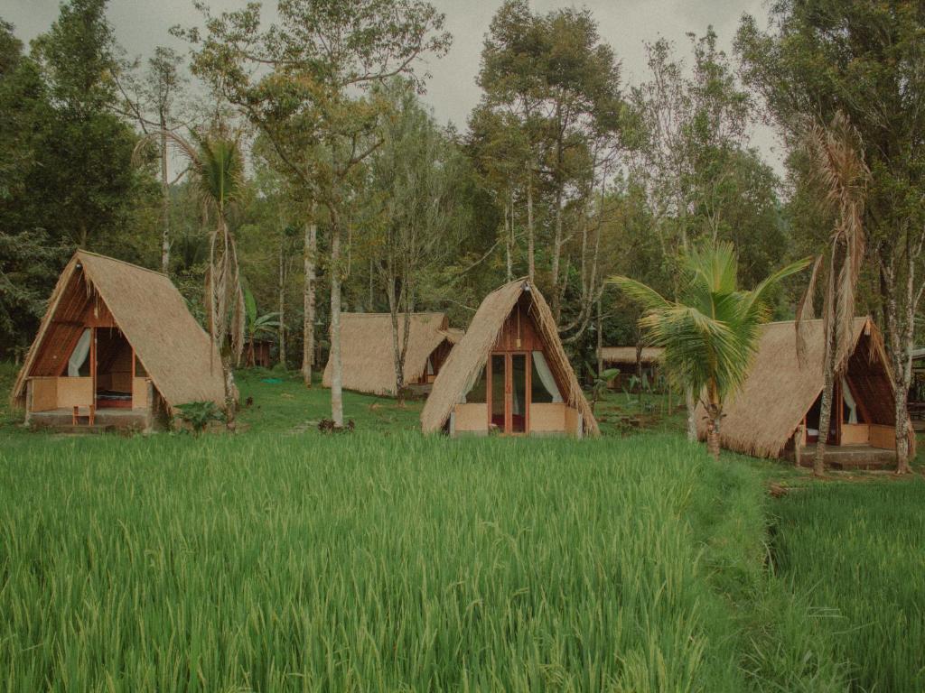 a group of houses in a field of grass at Da'kayu Glamping in Munduk