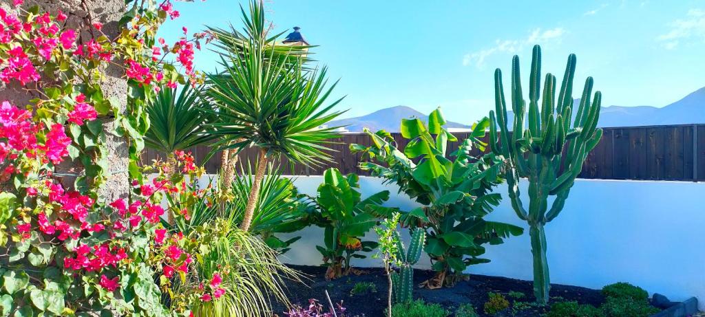 A garden outside Villa Fedelian 2 Playa Blanca