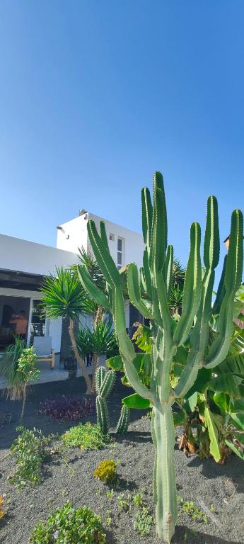 A garden outside Villa Fedelian 2 Playa Blanca