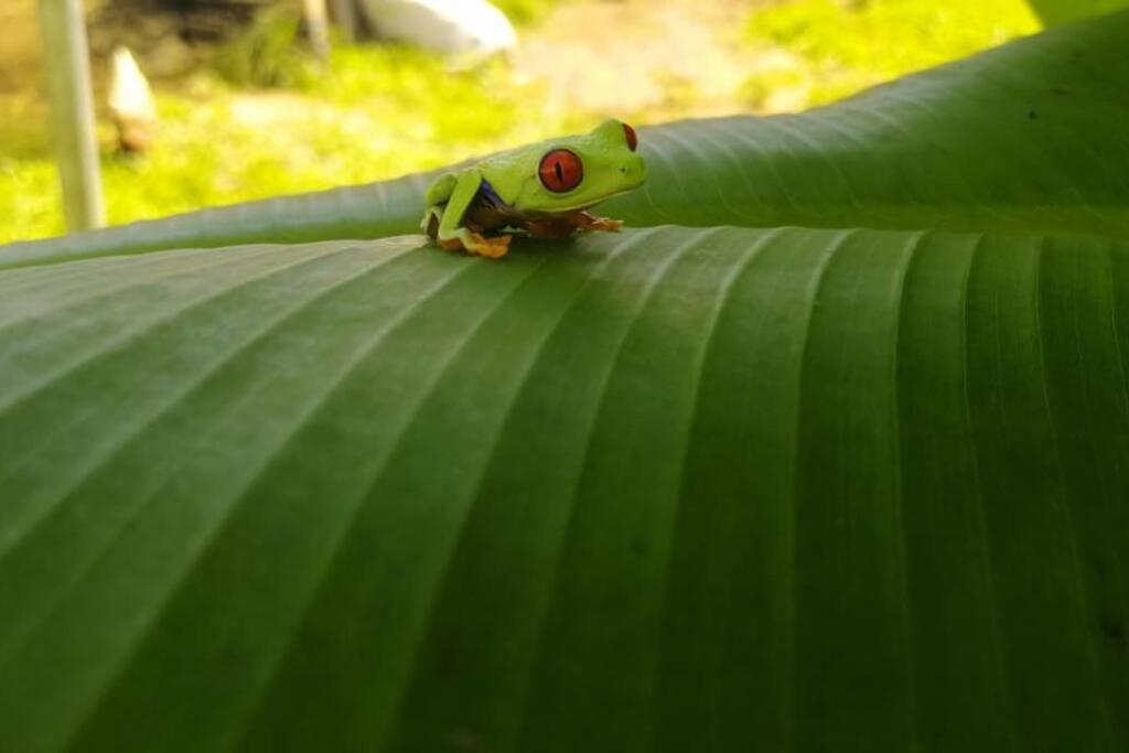 Fotografie z fotogalerie ubytování Granja Agua Azul, Wi-FI,AC-WC,Parking,la Fortuna v destinaci Fortuna