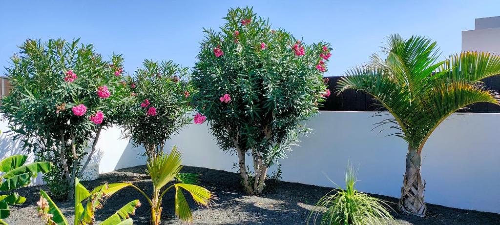 A garden outside Villa Fedelian 2 Playa Blanca