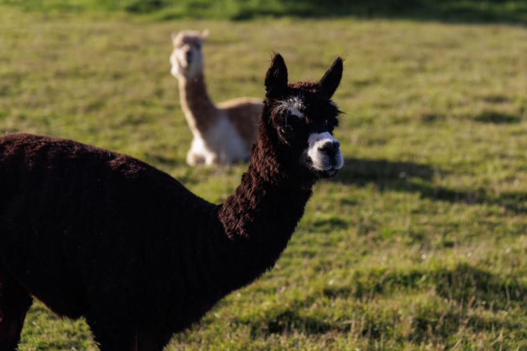 Luxury Container Cabin - Resim 18