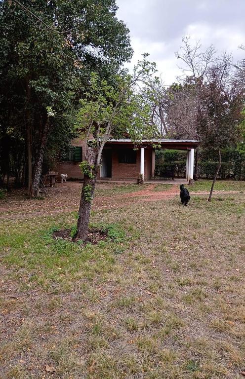 a black cat sitting in a field next to a tree at Cabaña en quinta la aurora in Mina Clavero
