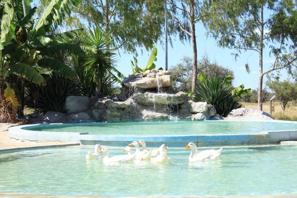 a group of ducks swimming in a pool with a waterfall at Bambi Lodge in Groutfontein