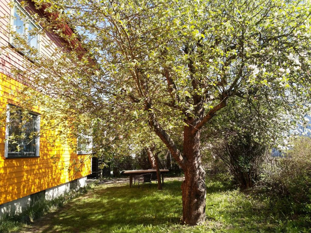 un árbol en el patio junto a un edificio amarillo en 2 Bedrooms Furnished Semi-basement Apartment - close to everything in Moss, en Moss