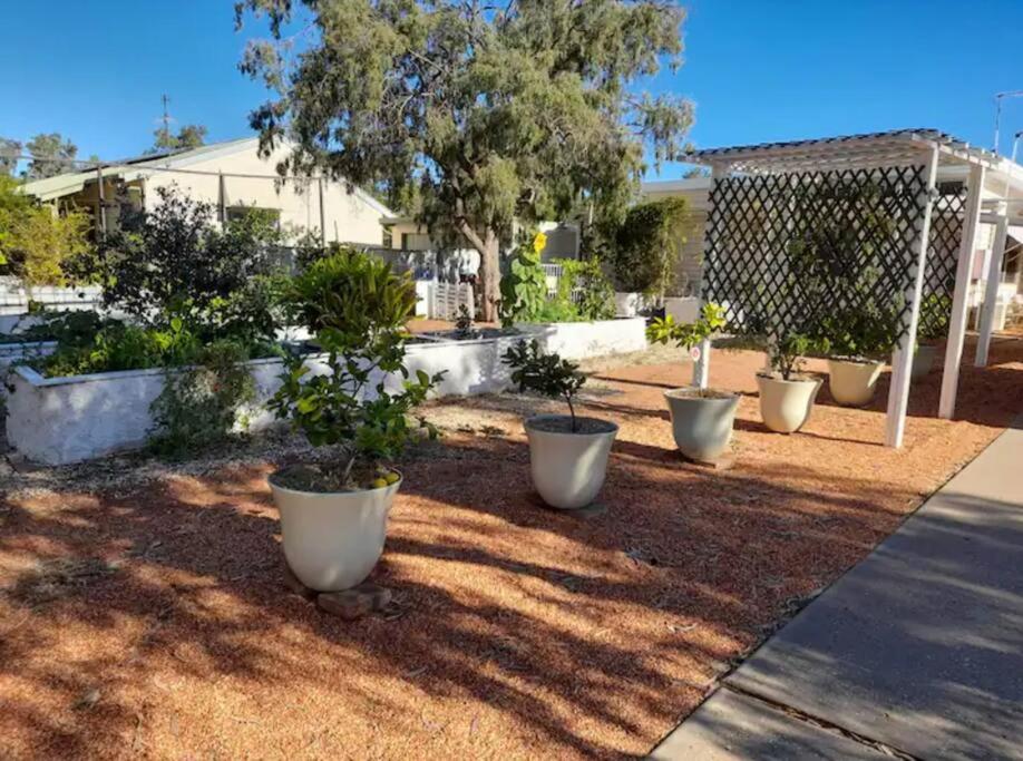 a row of potted plants sitting in a yard at Lavender Cottage - At home in Lightning Ridge in Lightning Ridge