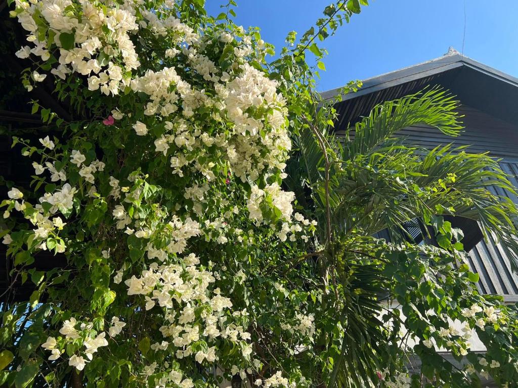 Confetti Garden Resort, Vang Vieng Updated 2023 Prices