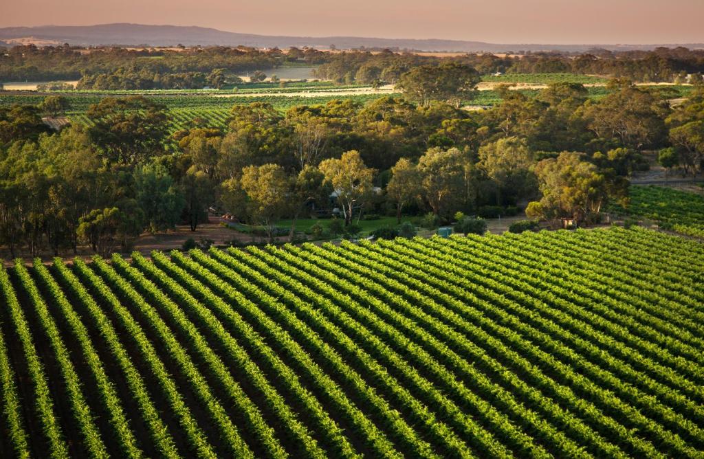 an aerial view of a vineyard with trees at The Reserve Barossa in Nuriootpa